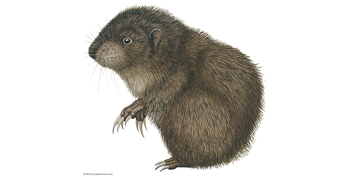 202005-MountainBeaver